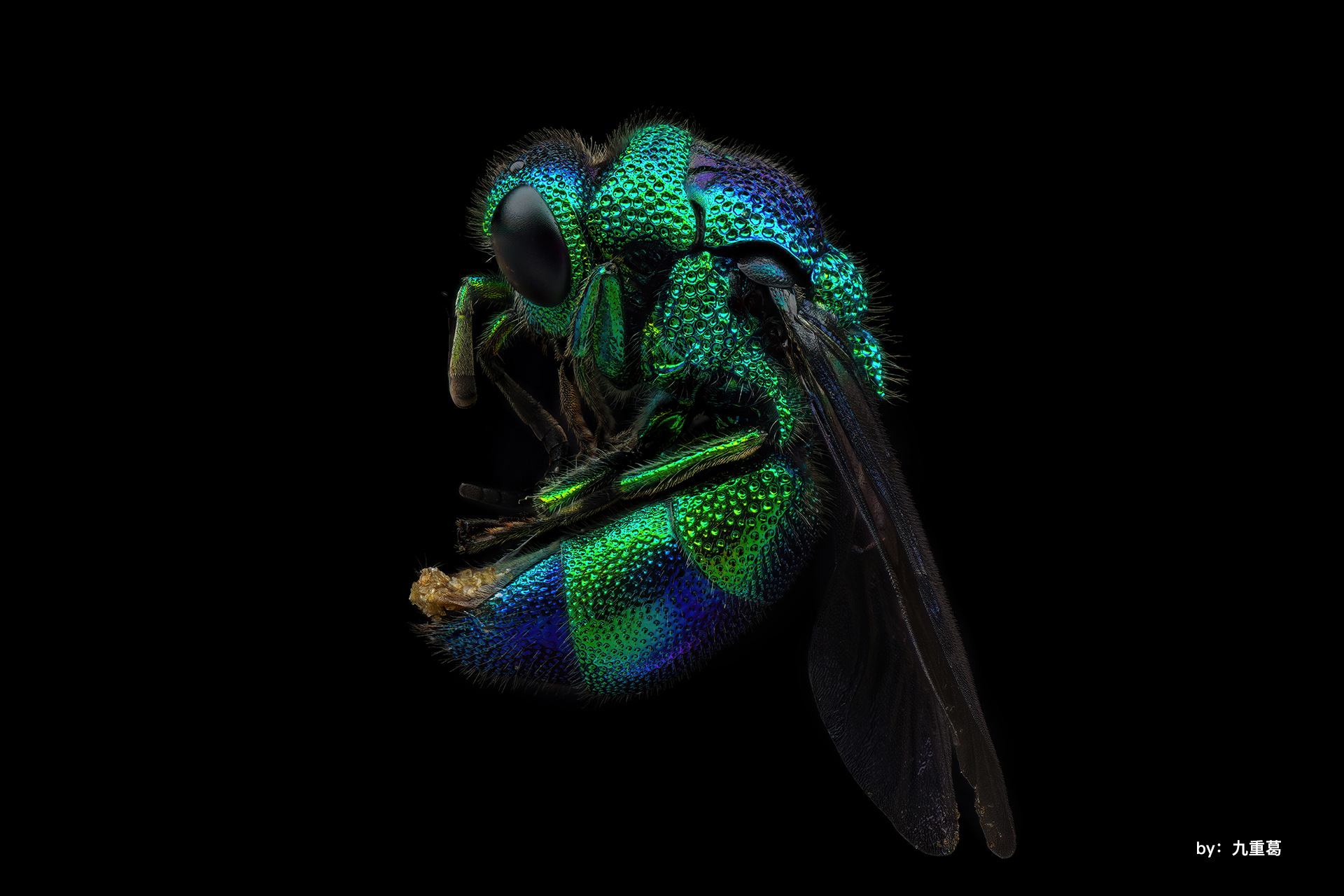 spectra iv ip